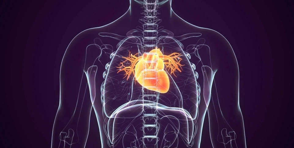 IMAGEM ILUSTRATIVA - 'RAIO-X' DE CORPO HUMANO NA REGIÃO DO PEITO COM CORAÇÃO EM DESTAQUE
