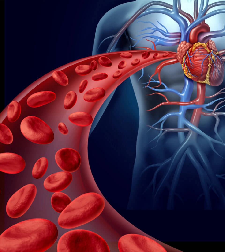 GROWTH SUPPLEMENTS - Imagem ilustrativa sistema cardiovascular