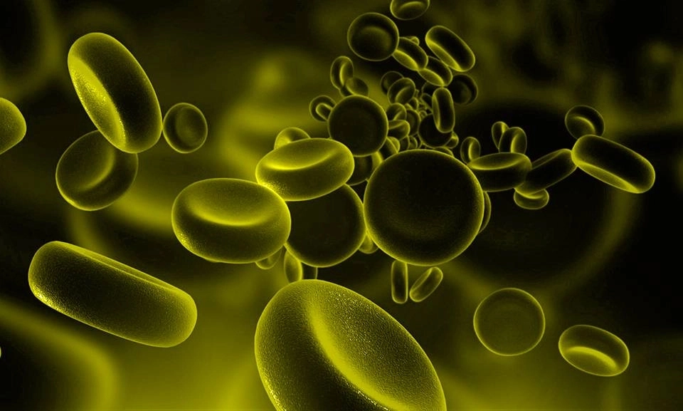 Growth Supplements - IMAGEM ILUSTRATIVA HEMÁCIAS DO SANGUE